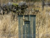 20240322 - Meadow Pipit on a tree protector at Backwater.jpg