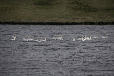 20240322 - A whiteness of Whoopers at Backwater.jpg