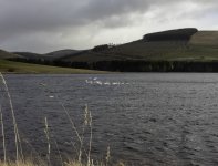 20240322 - Whoopers on Backwater.jpg