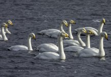 20240322 - Whoopers at Backwater.jpg