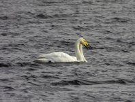 20240322 - Whooper swan pair at Backwater.jpg