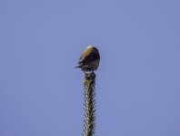 20240322 - Crossbill male with his back turned.jpg