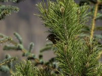 20240322 - Crossbill male peeking out.jpg