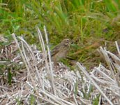 PossibleBunting-MangDen.jpg