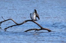 Phalacrocorax varius (Pied Cormorant)  01 - small.jpg