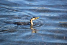 Phalacrocorax melanoleucos (Little Pied Cormorant)  02 - small.jpg