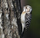 Pygmy Woodpecker_Sendai_220219a (2021_01_10 14_03_20 UTC).jpg