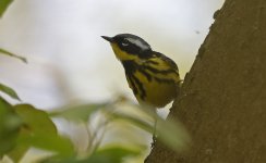 75 Magnolia Warbler 007.jpg