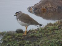 Spot-breasted Lapwing comp.jpeg