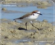BF Red-capped Plover 4 October 2019.jpg