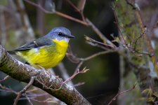 Eastern Yellow Robin_2023_09.jpg