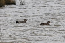 Gadwall 002.jpg