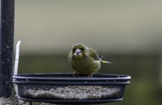 20240325 - Greenfinch male on a feeder.jpg