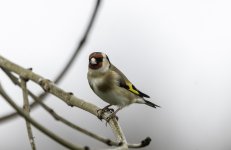 20240325 - Goldfinch stare.jpg