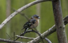 20240325 - Chaffinch male in the rain.jpg