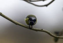 20240325 - Busy Blue Tit.jpg