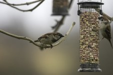 20240325 - House & Tree Sparrow at the feeders.jpg