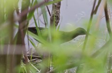 Virginia Rail 001.jpg