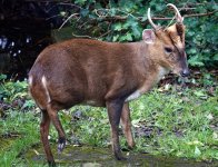 DSC05539.jpeg   Lone Muntjac.jpeg