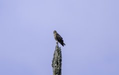 20240326 - Mystery Buzzard at Backwater - cropped.jpg