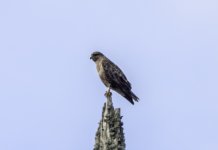 20240326 - Mystery Buzzard face in view cropped.jpg