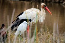 Stork & Little Egret.jpg