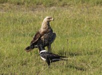 Tawny Eagle and Crow Comp.JPG