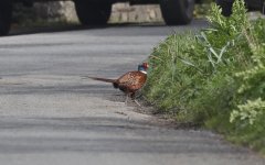 Pheasant 01.jpg