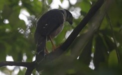 Collared Forest Falcon 006.jpg