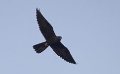 Black Falcon.jpg