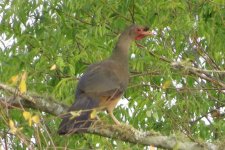 Chaco Chachalaca IMG_6799.JPG