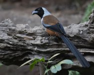 Collared Treepie_Hongbenghe_291218a.jpg