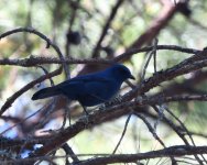 Unicoloured Jay_San Cristobal_010122a.jpg