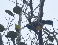 Halmahera Paradise Crow_Buli_220617a.jpg