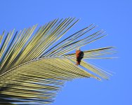 PT Palmcreeper_Tocantins_270719a.jpg