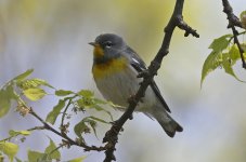 Northern Parula 08.jpg