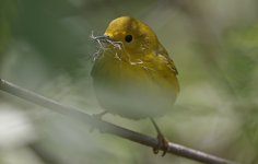 Yellow Warbler 008.jpg