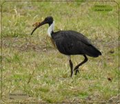 BF Straw-necked Ibis 16 October, 2019.jpg