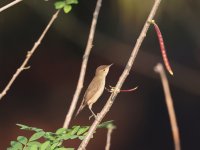 Booted Warbler 24-2-4-58.jpg