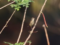 Booted Warbler 24-2-4-60.jpg