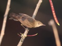 Booted Warbler 24-2-4-631jpg.jpg