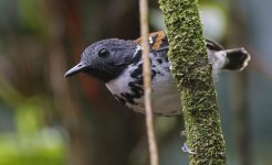 Spotted Antbird 010.jpg