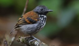 Spotted Antbird 006.jpg