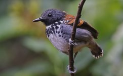 Spotted Antbird 008.jpg