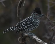 Caatinga Barred Antshrike_PDV_140719a (2021_01_10 14_03_20 UTC).jpg