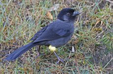 Yellow-thighed Brushfinch 010.jpg