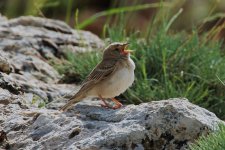 0902 Pale Rock Sparrow.jpg