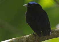 Velvety Manakin 005.jpg