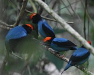 Blue Manakin_Serra Bonita_010819a.jpg