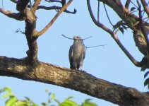 Grey-lined Hawk IMG_4190.JPG